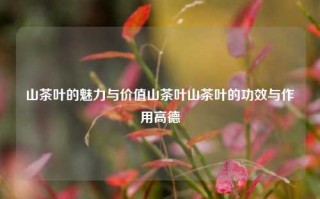 山茶叶的魅力与价值山茶叶山茶叶的功效与作用高德