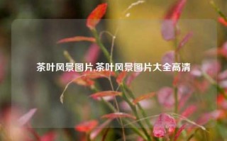 茶叶风景图片,茶叶风景图片大全高清