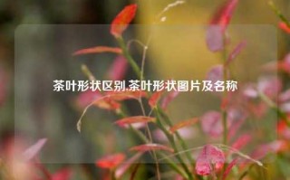 茶叶形状区别,茶叶形状图片及名称