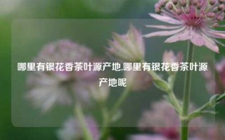 哪里有银花香茶叶源产地,哪里有银花香茶叶源产地呢