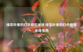 绿茶叶里的白色颗粒是啥,绿茶叶里的白色颗粒是啥东西