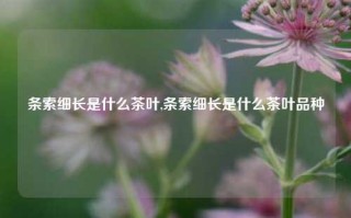 条索细长是什么茶叶,条索细长是什么茶叶品种