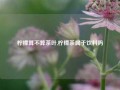 柠檬算不算茶叶,柠檬茶属于饮料吗