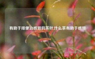 有助于排便治感冒的茶叶,什么茶有助于感冒