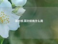 茶叶枝,茶叶枝有什么用