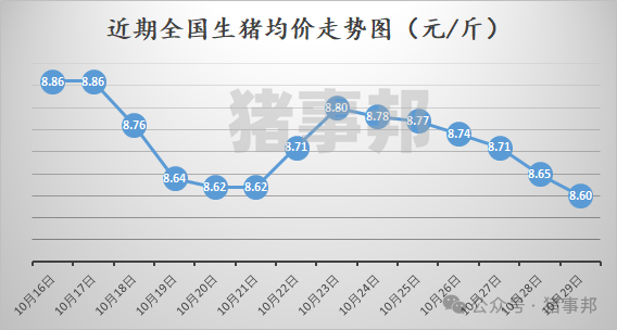 10月29日猪价汇总（均价连跌6天！）-第3张图片-茶世界