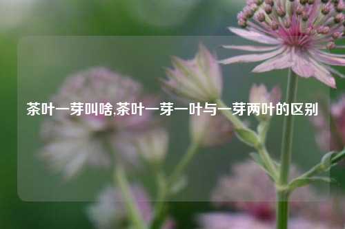 茶叶一芽叫啥,茶叶一芽一叶与一芽两叶的区别-第1张图片-茶世界